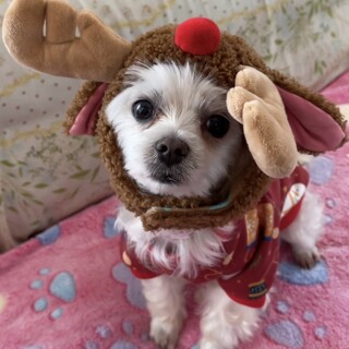 マルチーズ　ミミちゃん　5歳