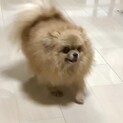 甘えん坊でかわいい♡ポメラニアンのピヨちゃん