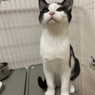 可愛いハチワレ模様のそら