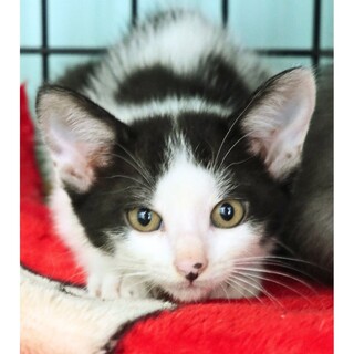 牛柄がかわいい男の子！チェスくん