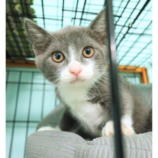 ビビりな女の子！人馴れ修行中　リアちゃん