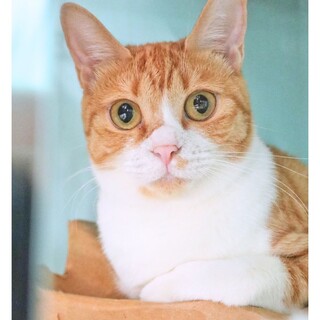 チェリーちゃん　人慣れ中、どうか見守ってください♪