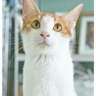 チコちゃん　7つ子を育て上げた、愛情あふれるママ♪