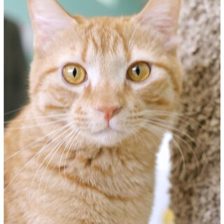 遊び盛りの甘えん坊！　ニュートくん