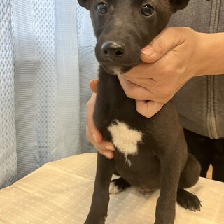 生後3ヶ月半のミックス犬オス