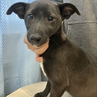 生後3ヶ月半のミックス犬オス