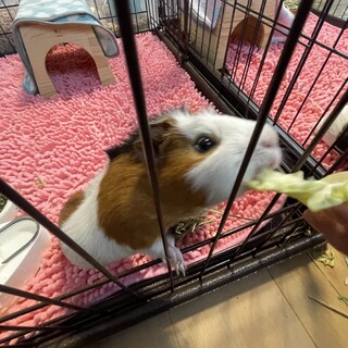 クレステッドモルモット♂