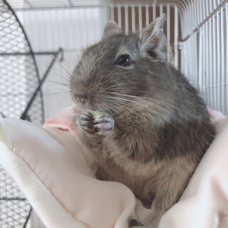 甘えん坊で人懐っこいデグーです。