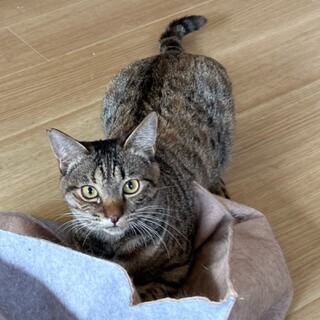 おめめぱっちり中猫☆つきちゃん☆