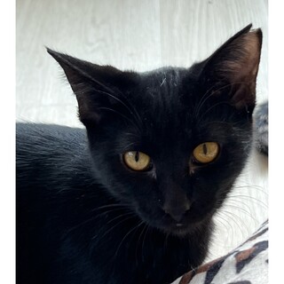 くろねこ子猫、ぎん君