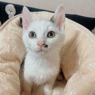 3兄妹♡唯一のお姫様❤️ひとみちゃん