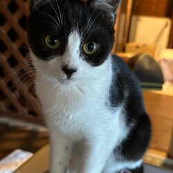 三重県桑名市１月７日(日)リトルパウエイド譲渡会