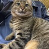 超甘えん坊キジトラ猫くん