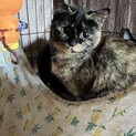 ハッピーになってね★サビ猫★ピーたん