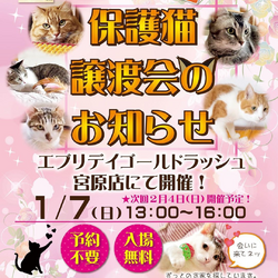 保護猫譲渡会inエブリデイゴールドラッシュ宮原店 サムネイル1