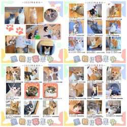 保護猫譲渡会inエブリデイゴールドラッシュ宮原店 サムネイル2