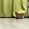 だましか