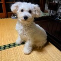 一旦停止中