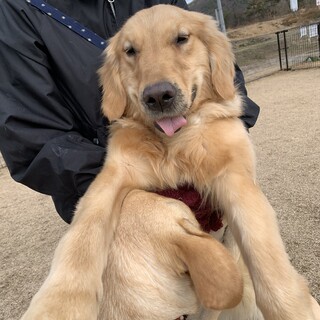 トライアル中　ベタベタの超甘えん坊の男の子