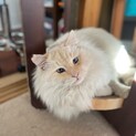 人間大好き甘えん坊・青い目のモフモフ白猫ジョニー