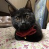 那智黒
