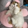 すらら