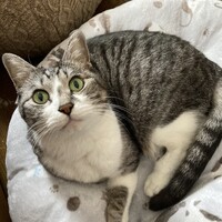 コララ
