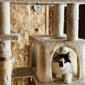 長毛の三毛猫