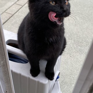 ぬいぐるみみたいな黒猫