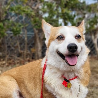 募集一時停止中ルチさん