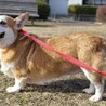 募集一時停止中ルチさん サムネイル5