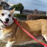 募集一時停止中ルチさん サムネイル4