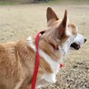 募集一時停止中ルチさん サムネイル3