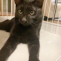 目が合うだけでゴロゴロ♡ゆきお