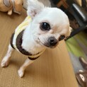 チワワ　サンタくん　4歳