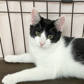 抱っこ大好き♡ゴロゴロ止まらない♡キキ