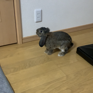 ロップイヤー　約1歳半　