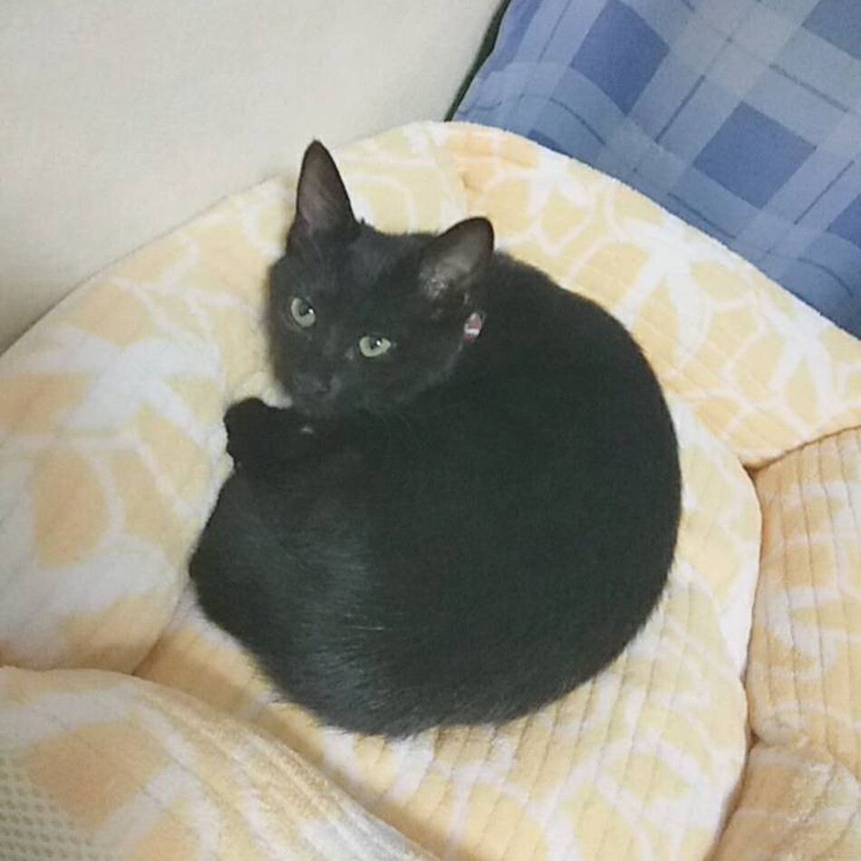 すみこのカバー写真