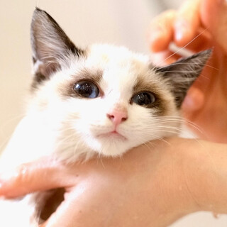 アナンタラ♡家族ができました