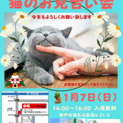 ゆったりほっこりする猫のお見合い会