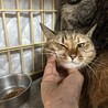 4歳2ヶ月　茶キジ猫　ふくふく美人　ミクちゃん サムネイル4