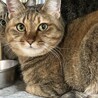 4歳2ヶ月　茶キジ猫　ふくふく美人　ミクちゃん サムネイル5