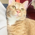 甘えん坊のちゃーみぃ