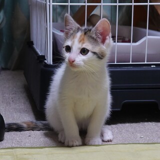 かわいい三毛ちゃん★2ヶ月子猫★女の子