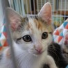 かわいい三毛ちゃん★2ヶ月子猫★女の子 サムネイル2