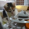 かわいい三毛ちゃん★2ヶ月子猫★女の子 サムネイル3