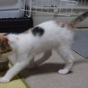 かわいい三毛ちゃん★2ヶ月子猫★女の子 サムネイル5