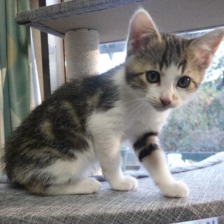 かわいい黒サバ縞柄の男の子★2ヶ月★子猫