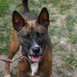 ユニークな美人、ショコラちゃん！