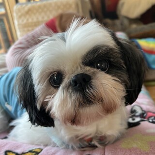 シーズー　イブちゃん